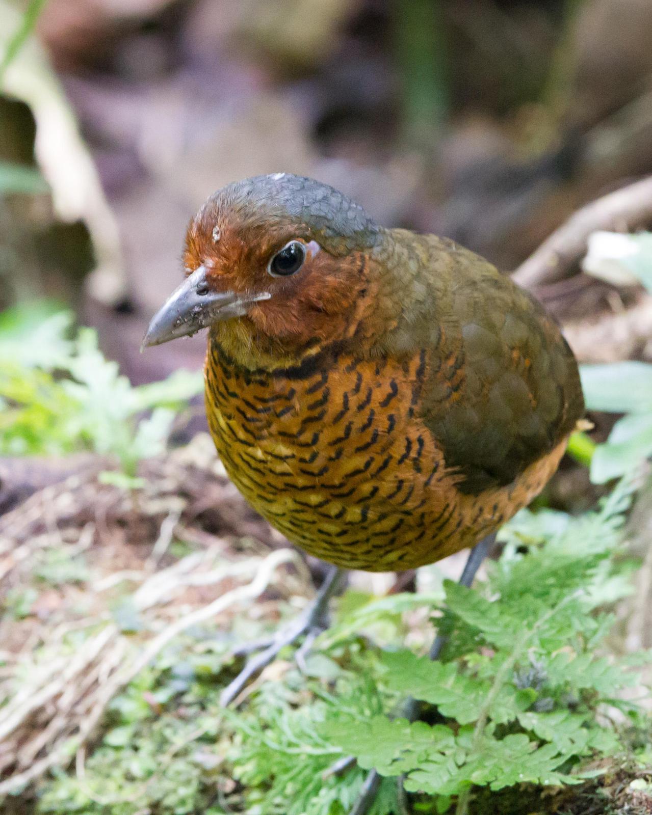 Giant Antpitta Photo by Kevin Berkoff