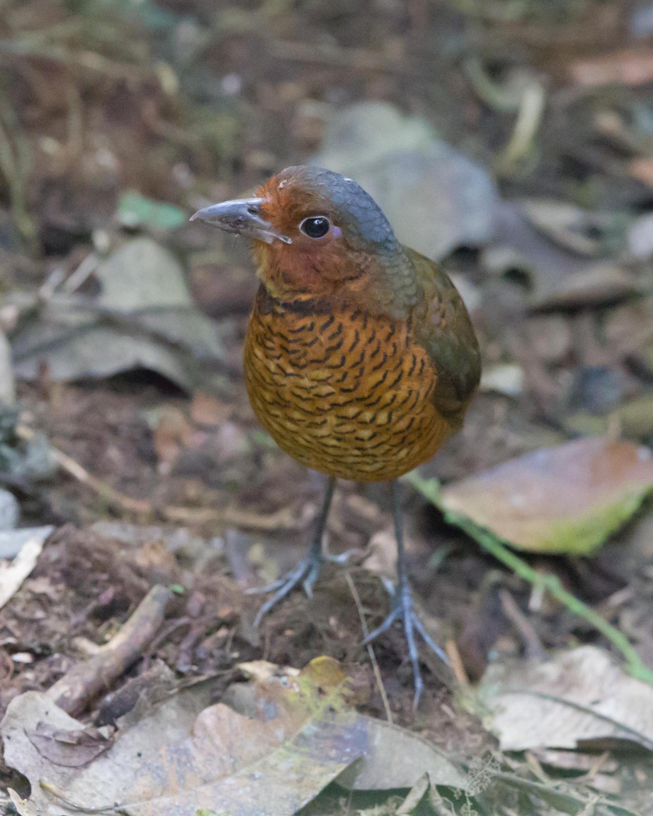 Giant Antpitta Photo by Kevin Berkoff