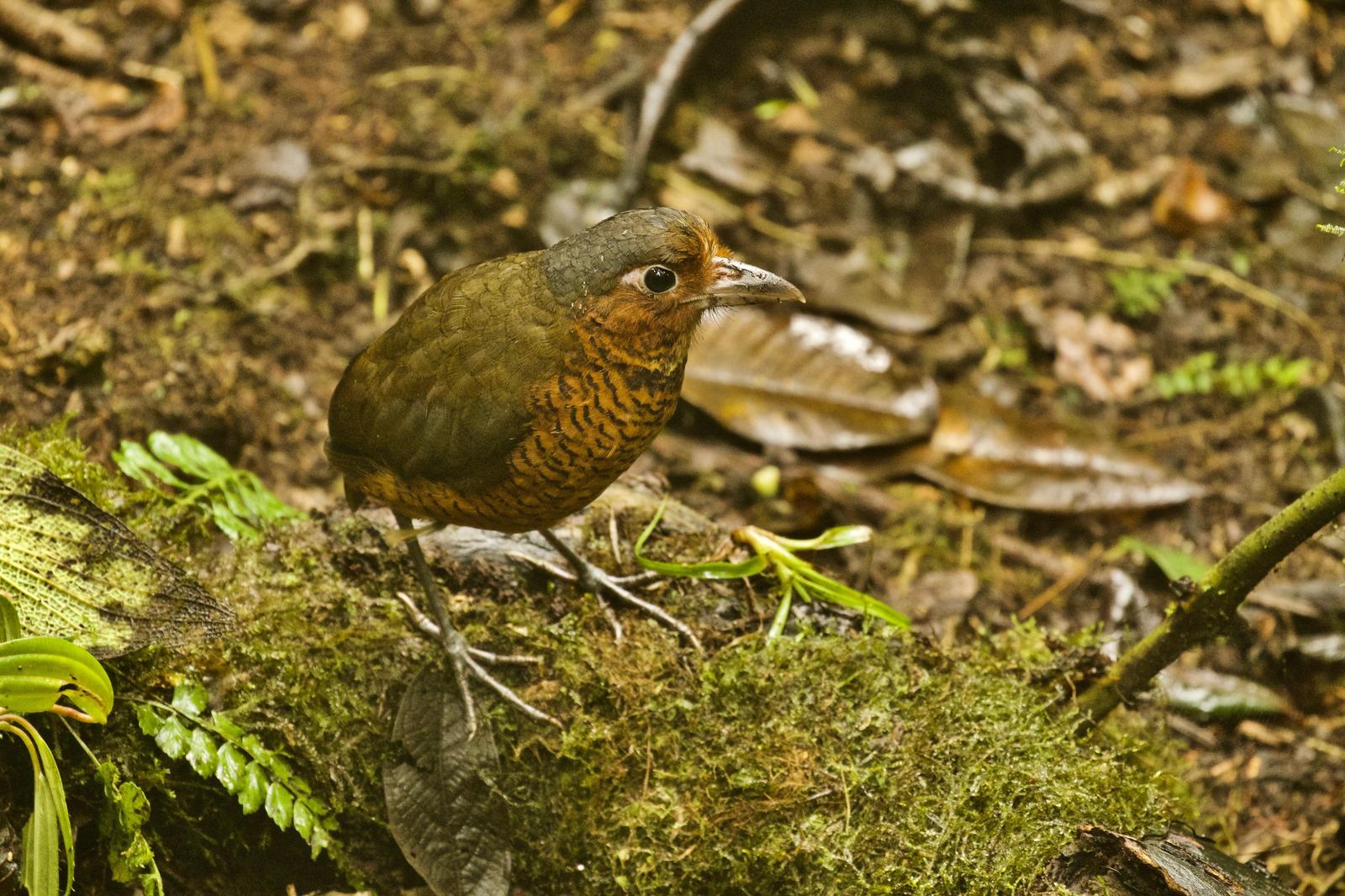 Giant Antpitta Photo by  