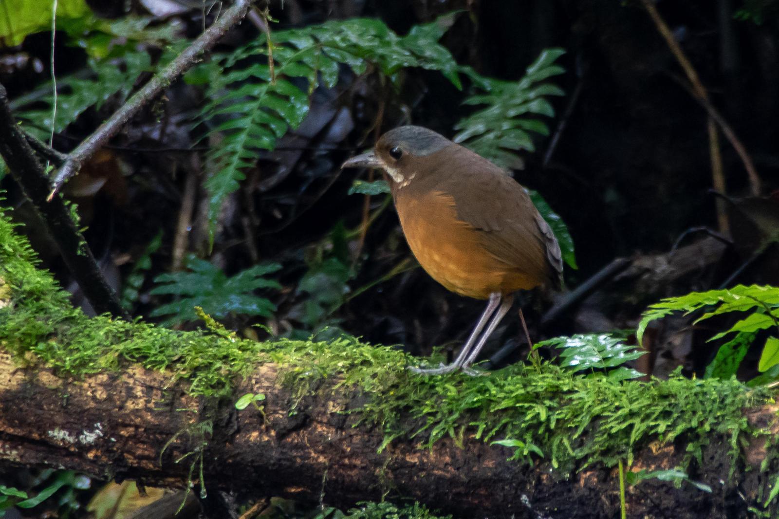Moustached Antpitta Photo by Gerald Hoekstra