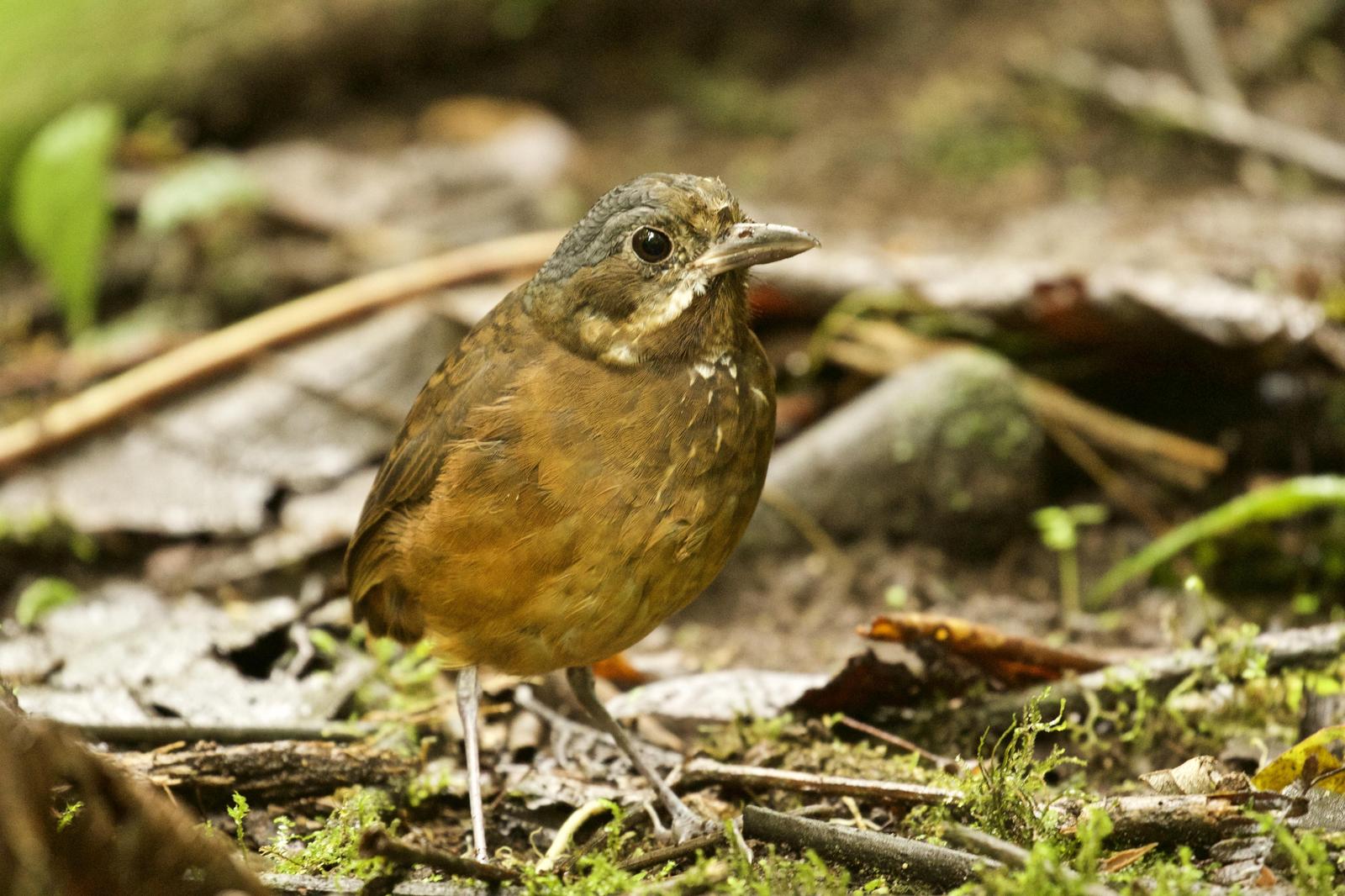 Moustached Antpitta Photo by  