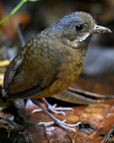 Moustached Antpitta Photo by Carl Milliken