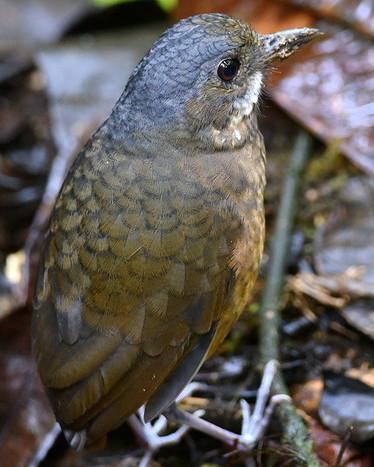 Moustached Antpitta Photo by Carl Milliken