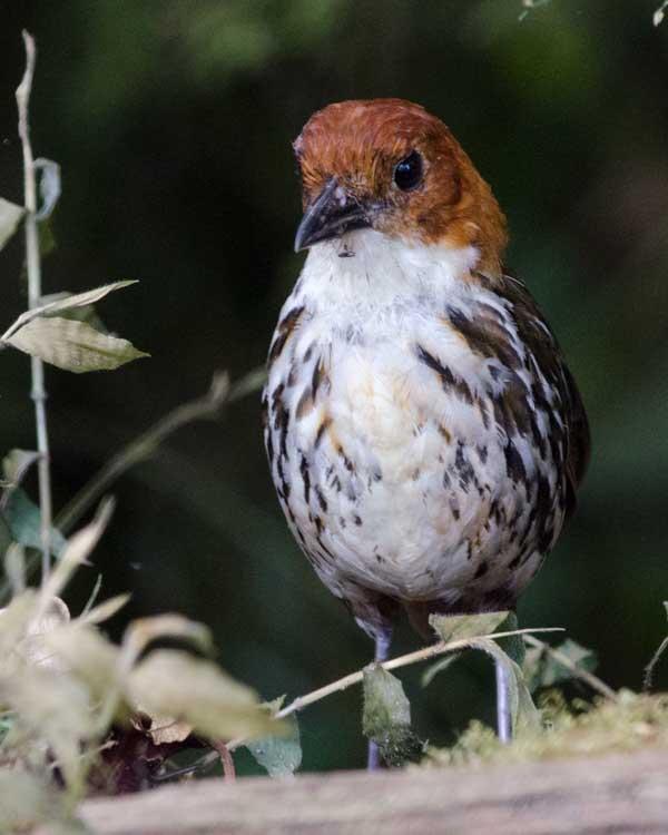 Chestnut-crowned Antpitta Photo by Bob Hasenick