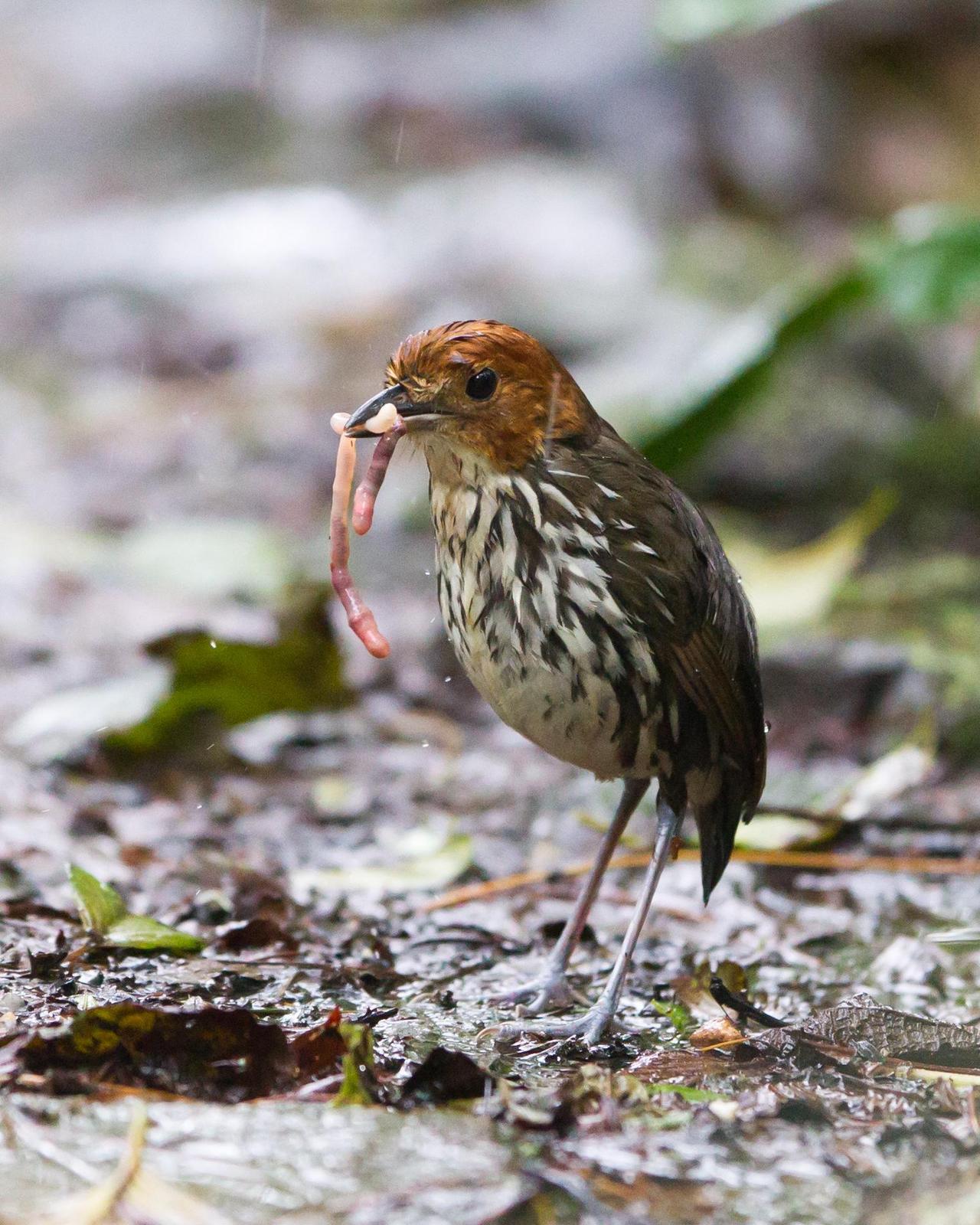 Chestnut-crowned Antpitta Photo by Kevin Berkoff