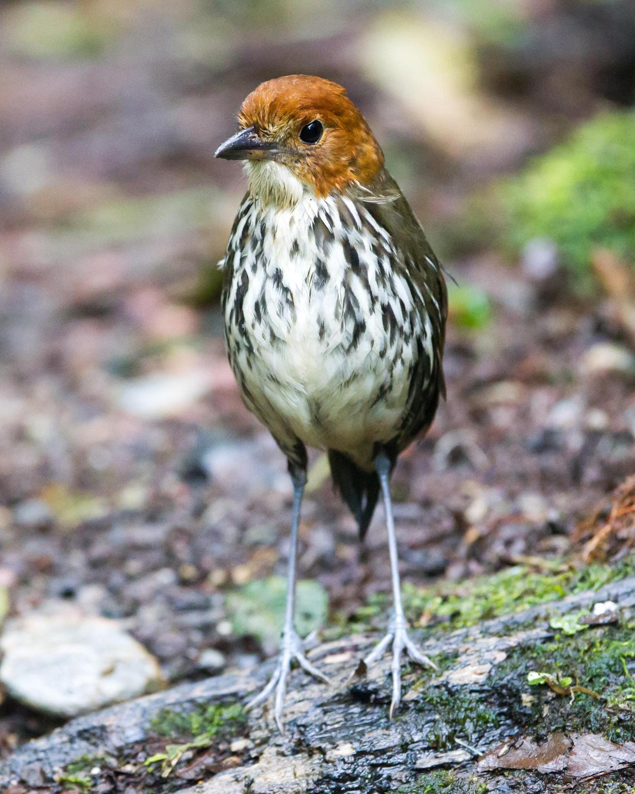 Chestnut-crowned Antpitta Photo by Kevin Berkoff