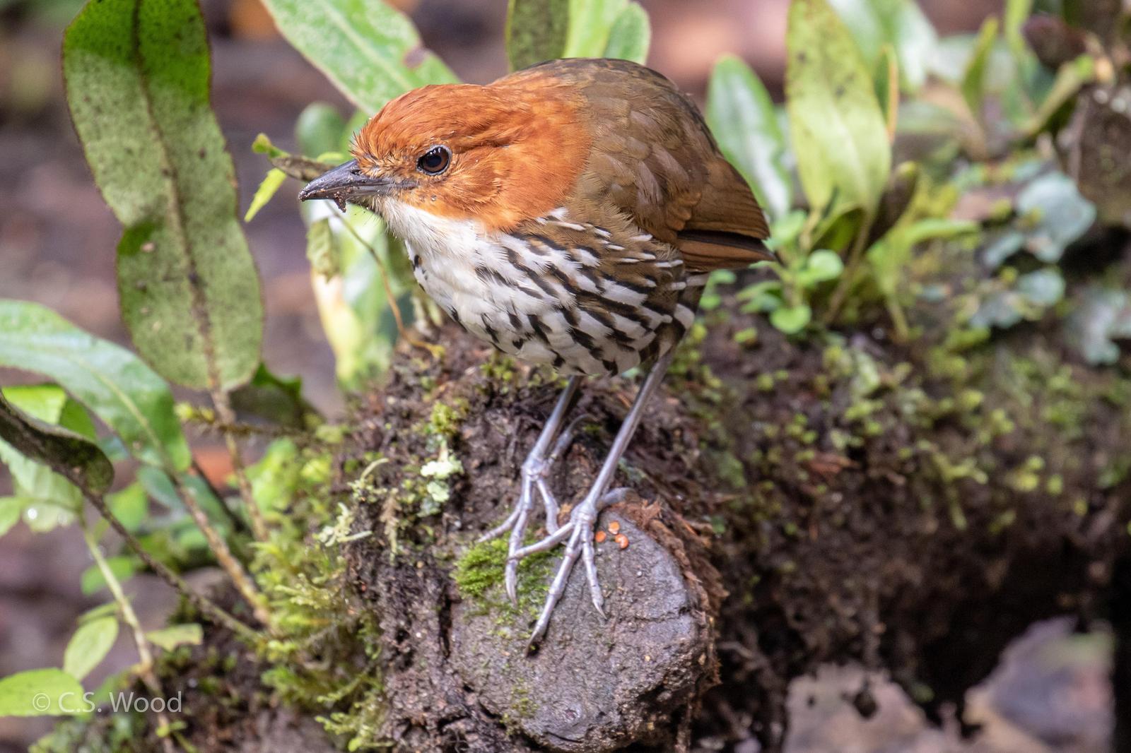 Chestnut-crowned Antpitta Photo by Chris Wood