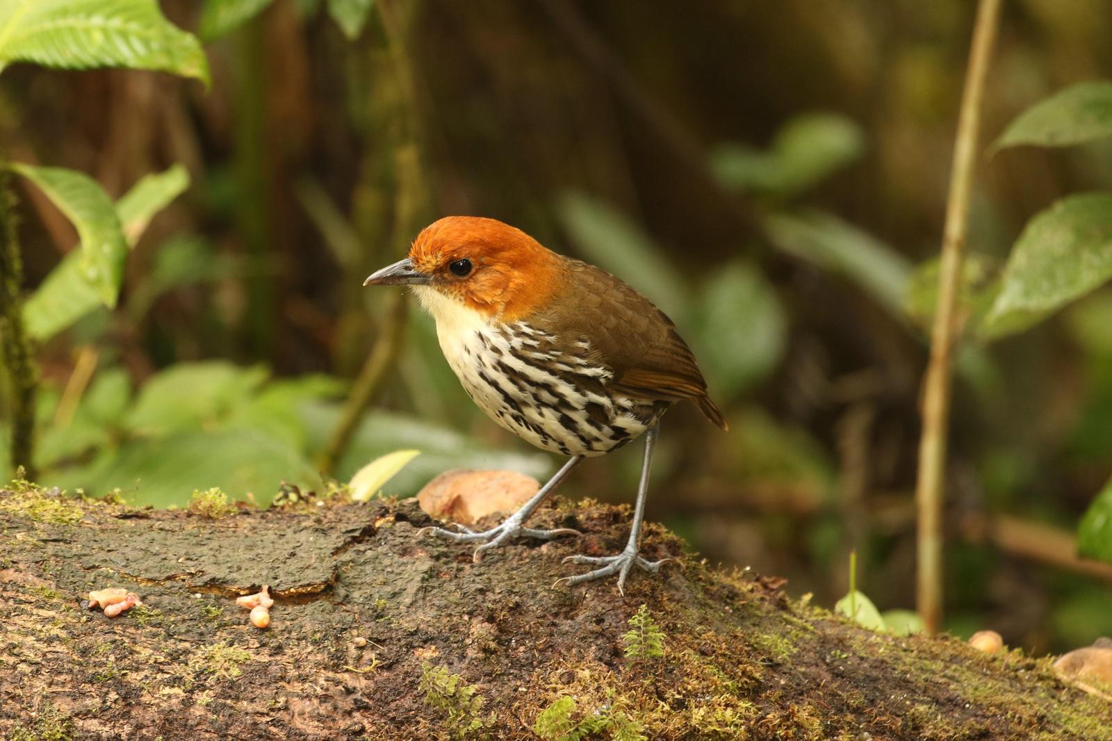 Chestnut-crowned Antpitta Photo by Warwick Board