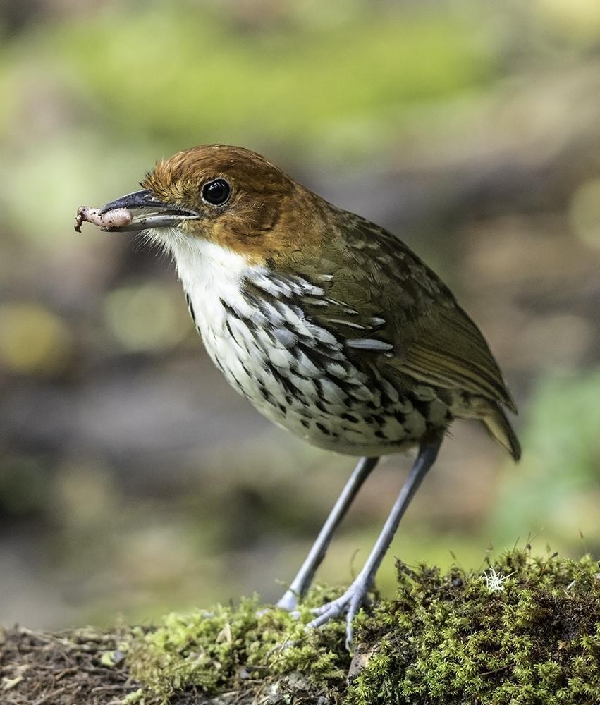 Chestnut-crowned Antpitta Photo by William Ervin