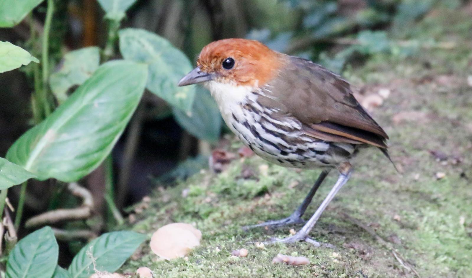 Chestnut-crowned Antpitta Photo by Thomas Driscoll