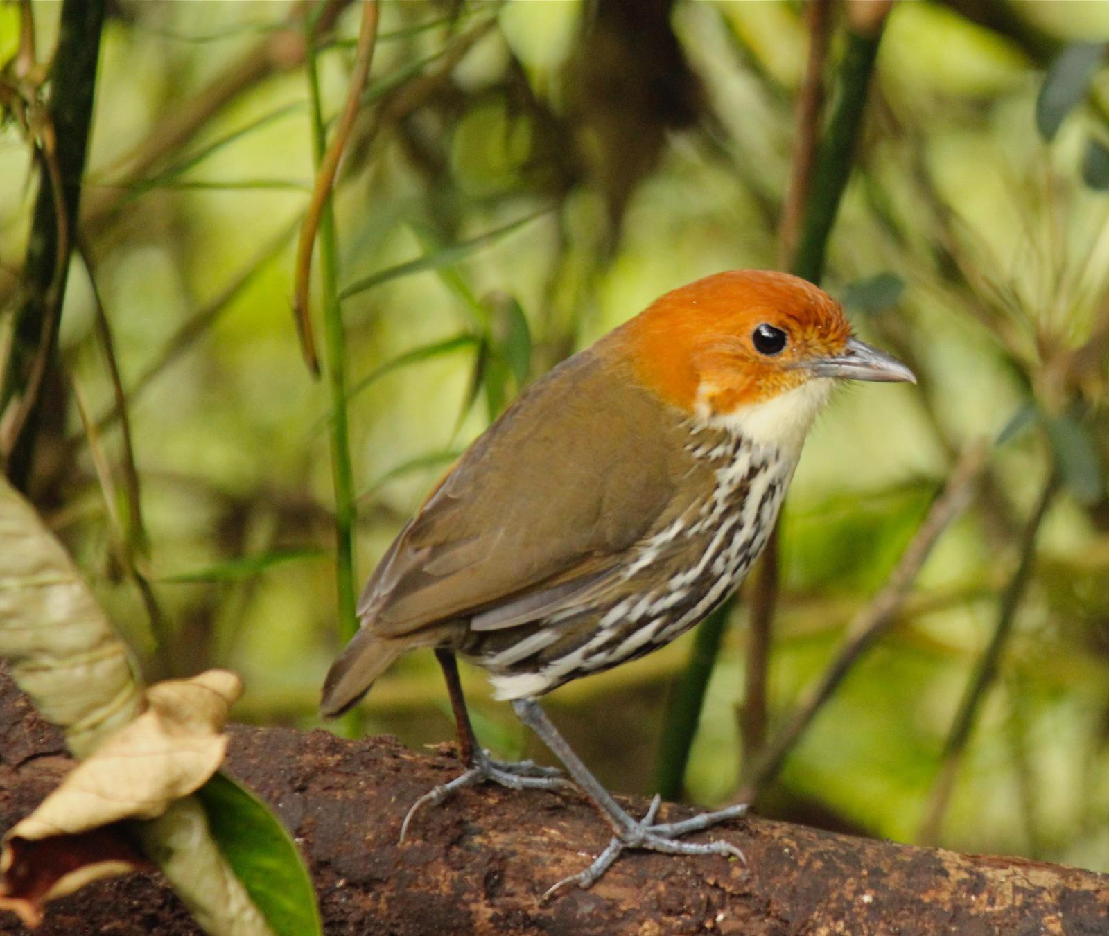 Chestnut-crowned Antpitta Photo by Freda Walker