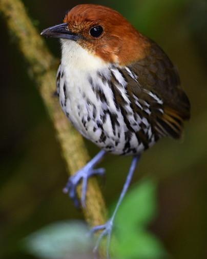 Chestnut-crowned Antpitta Photo by Carl Milliken
