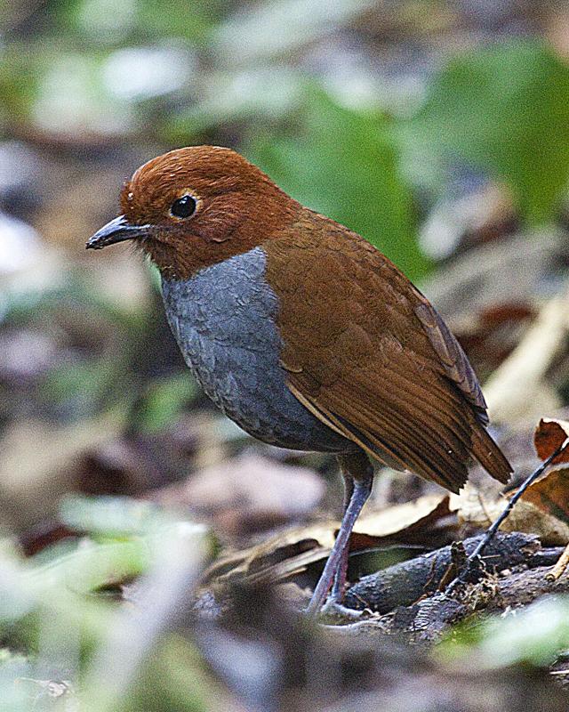 Bicolored Antpitta Photo by Christopher Calonje