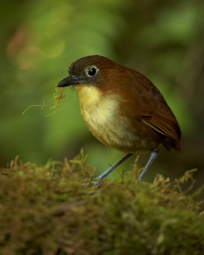 Yellow-breasted Antpitta Photo by Chris Fagyal