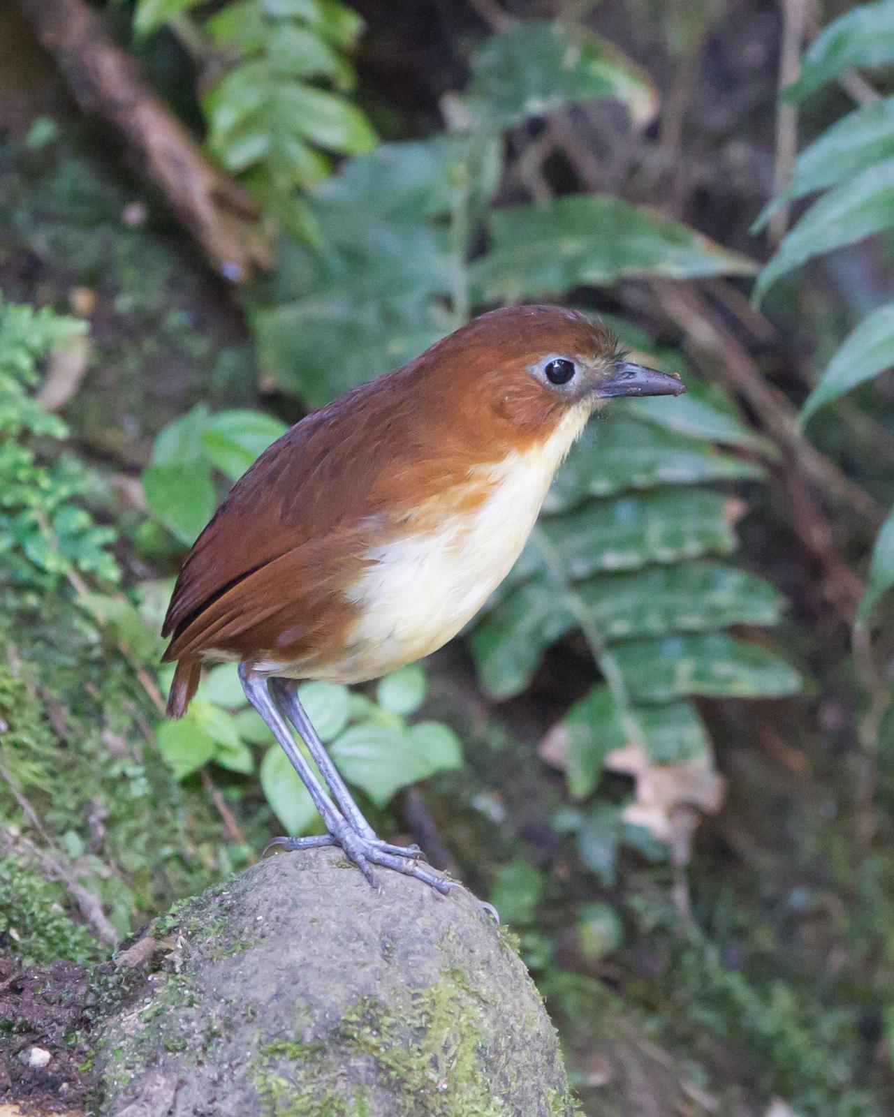 Yellow-breasted Antpitta Photo by Kevin Berkoff