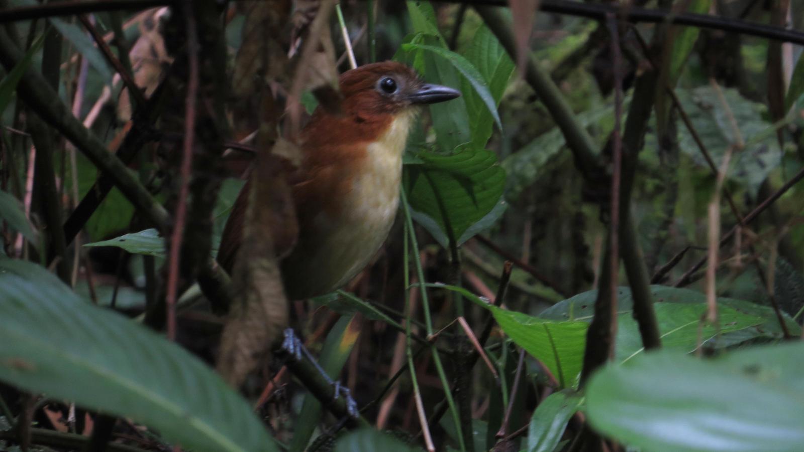 Yellow-breasted Antpitta Photo by Jeff Harding