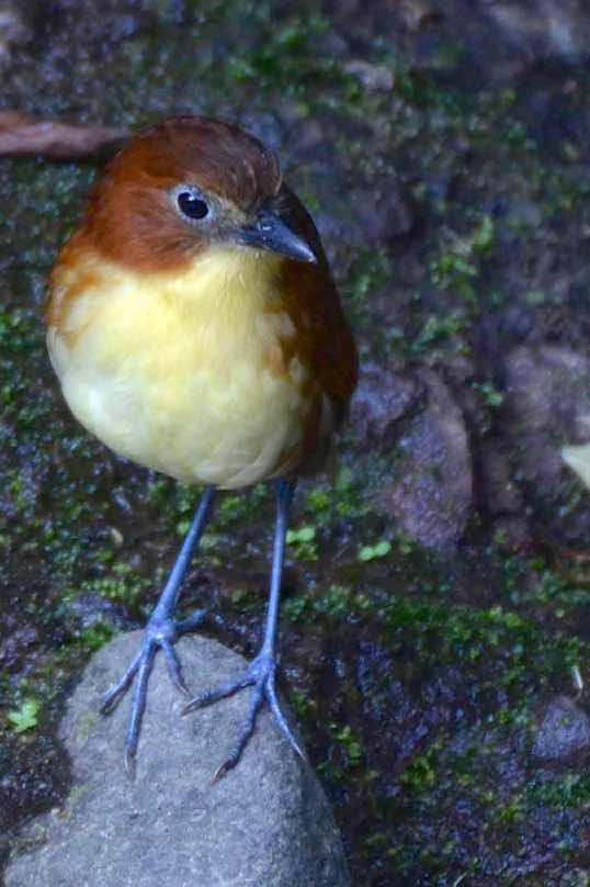 Yellow-breasted Antpitta Photo by Andrew Pittman