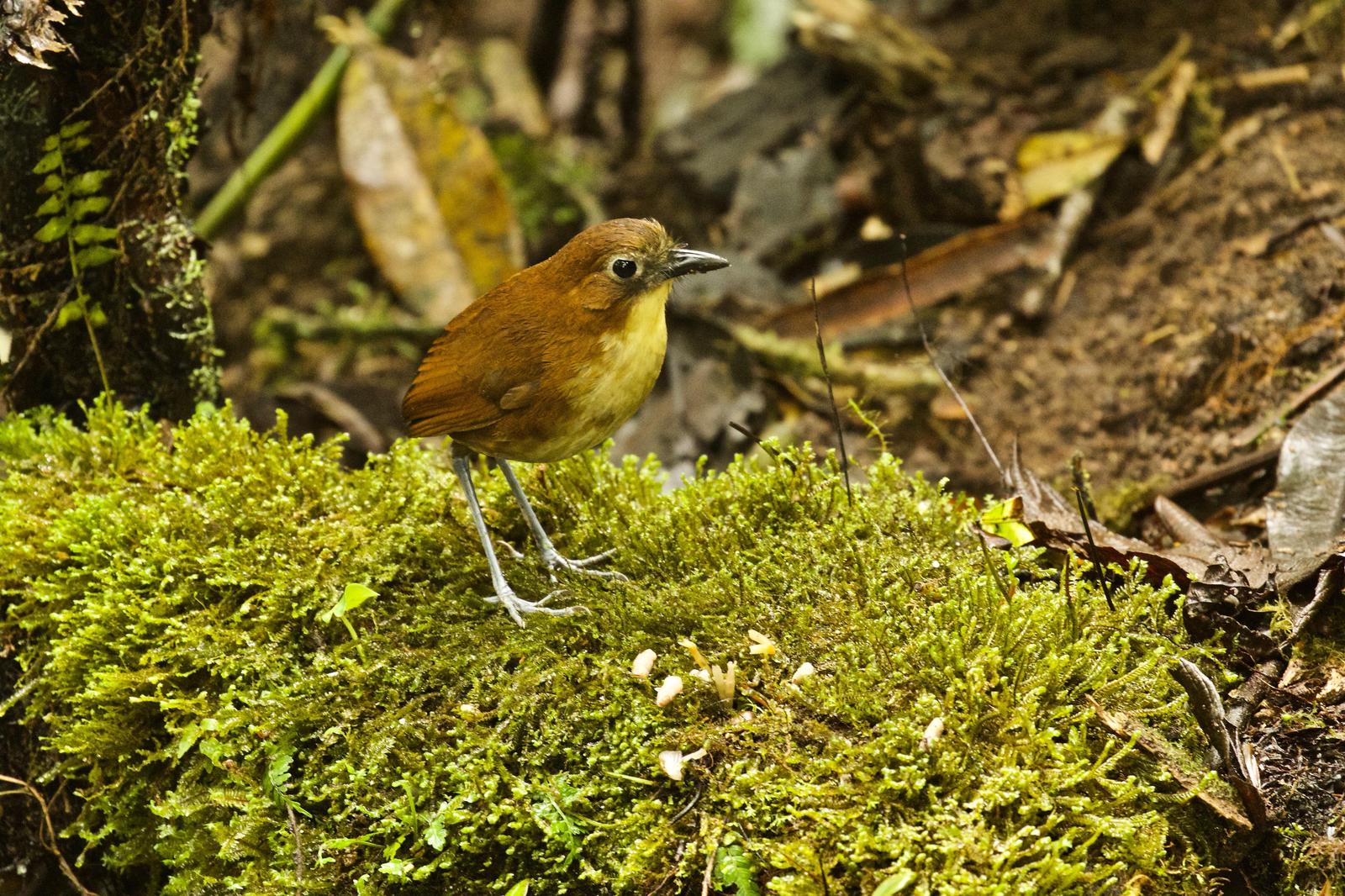 Yellow-breasted Antpitta Photo by  