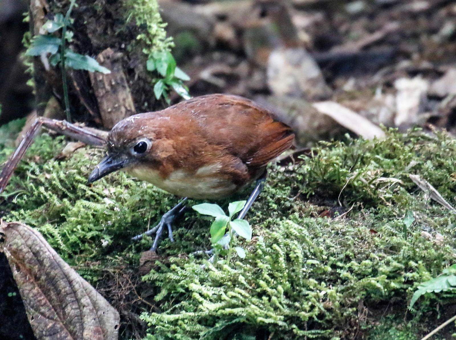 Yellow-breasted Antpitta Photo by Thomas Driscoll