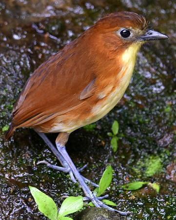 Yellow-breasted Antpitta Photo by Carl Milliken