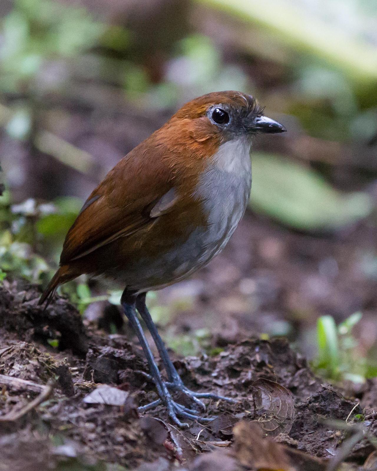 White-bellied Antpitta Photo by Kevin Berkoff