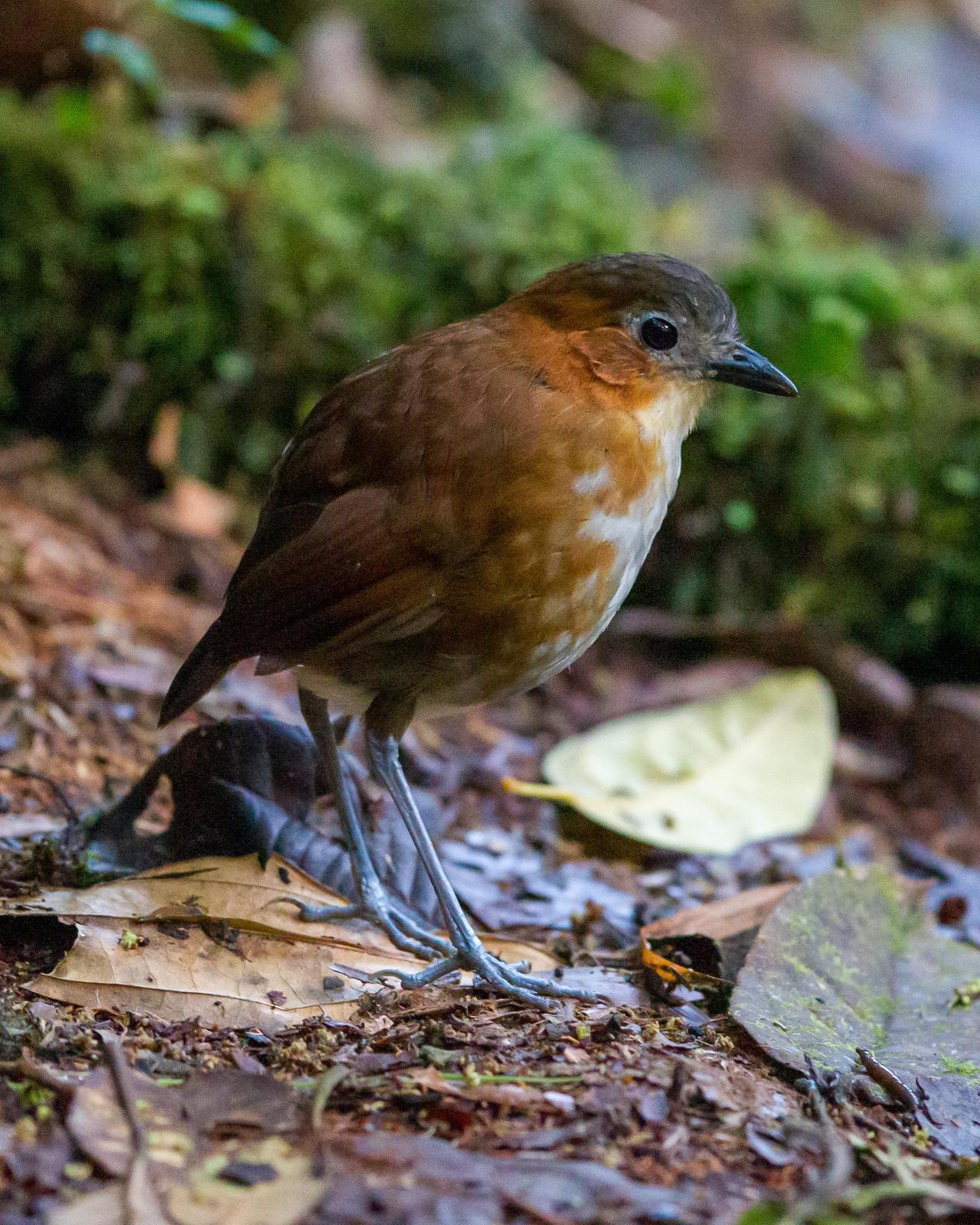 Rusty-tinged Antpitta Photo by Kevin Berkoff