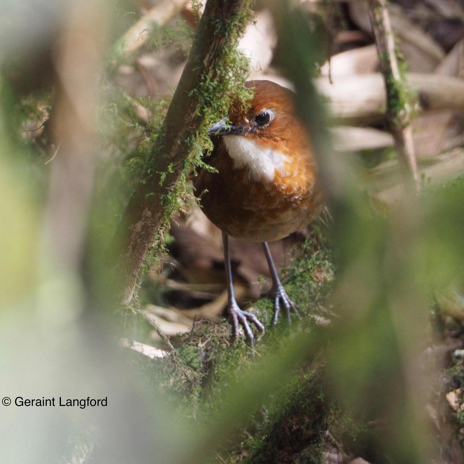 Red-and-white Antpitta Photo by Geraint Langford