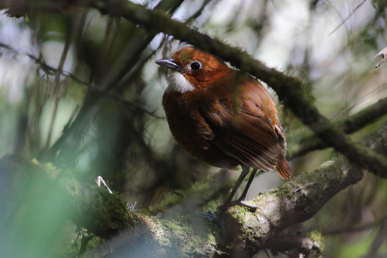 Red-and-white Antpitta Photo by Leonardo Garrigues
