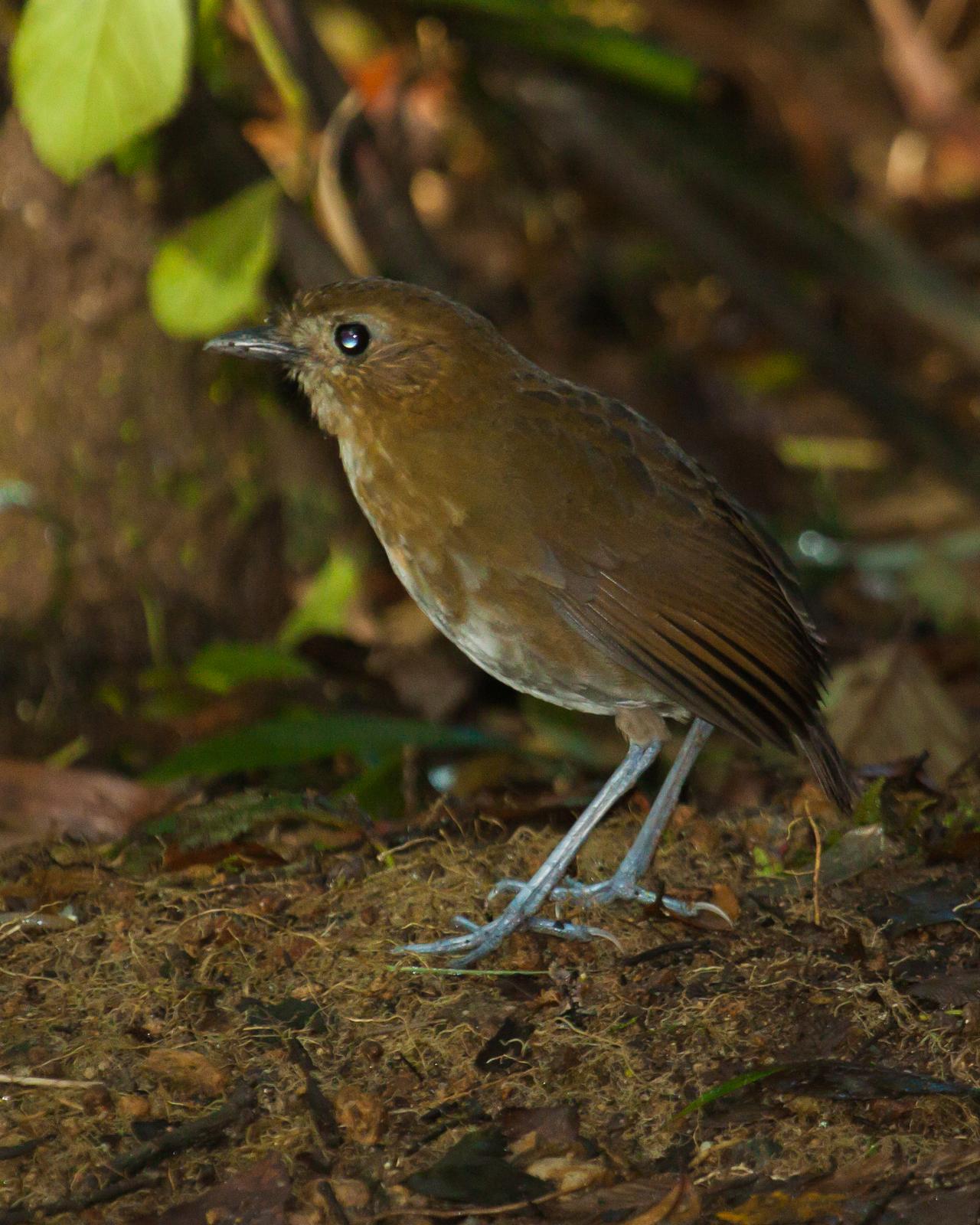 Brown-banded Antpitta Photo by Christopher Calonje