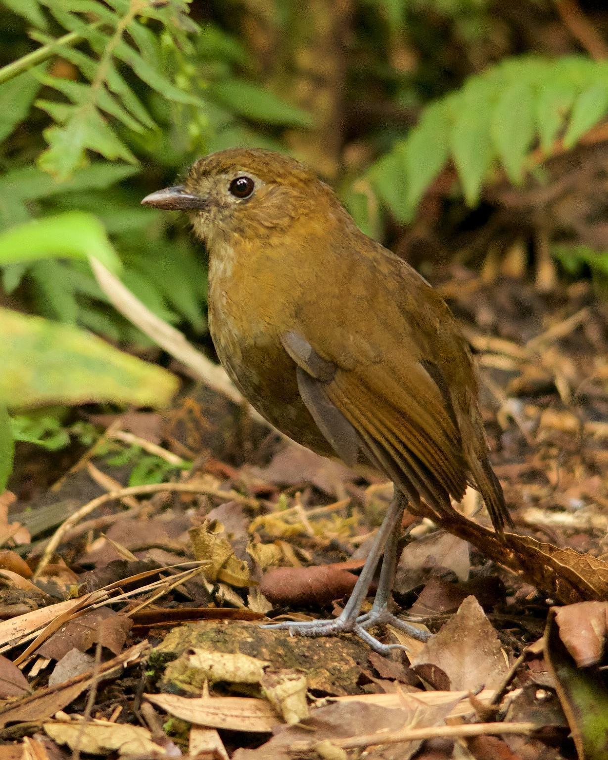 Brown-banded Antpitta Photo by Denis Rivard