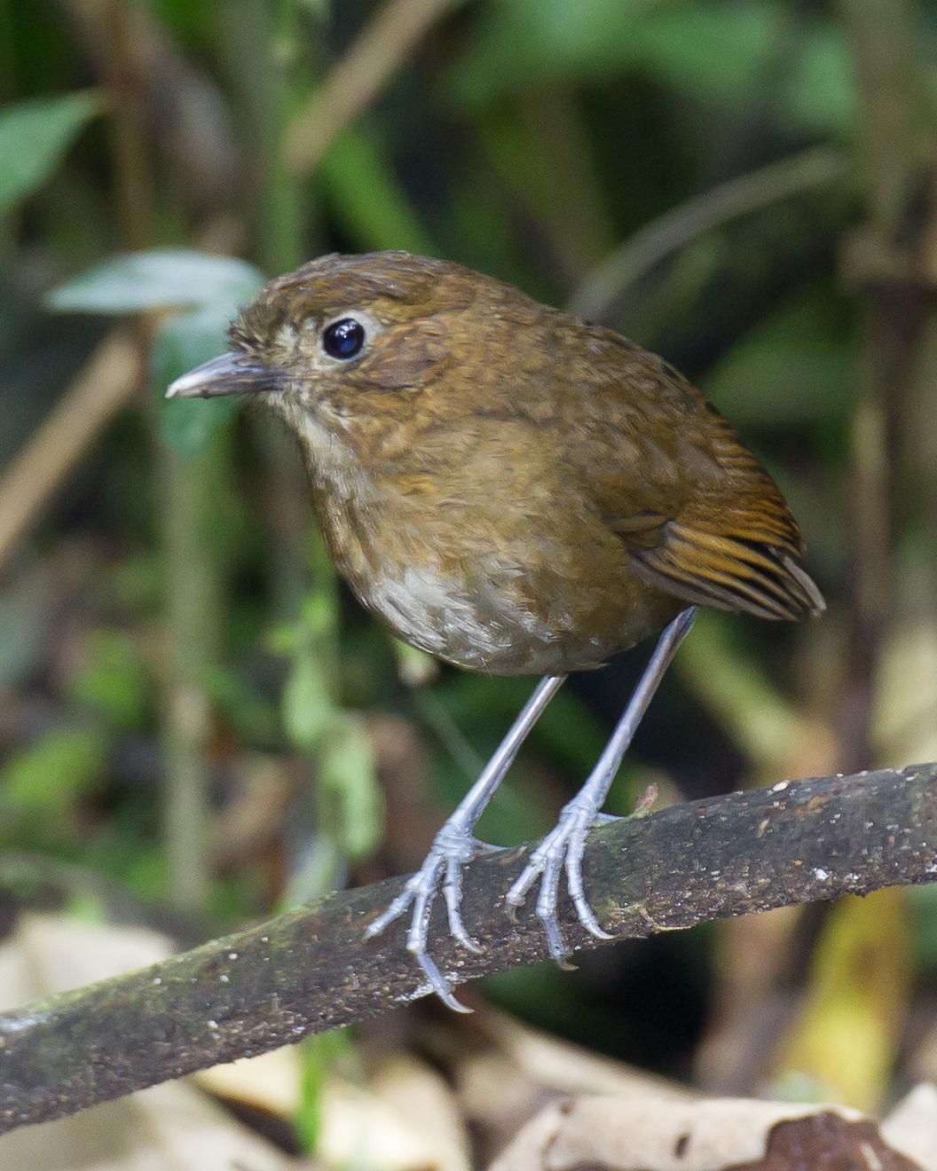 Brown-banded Antpitta Photo by Robert Lewis