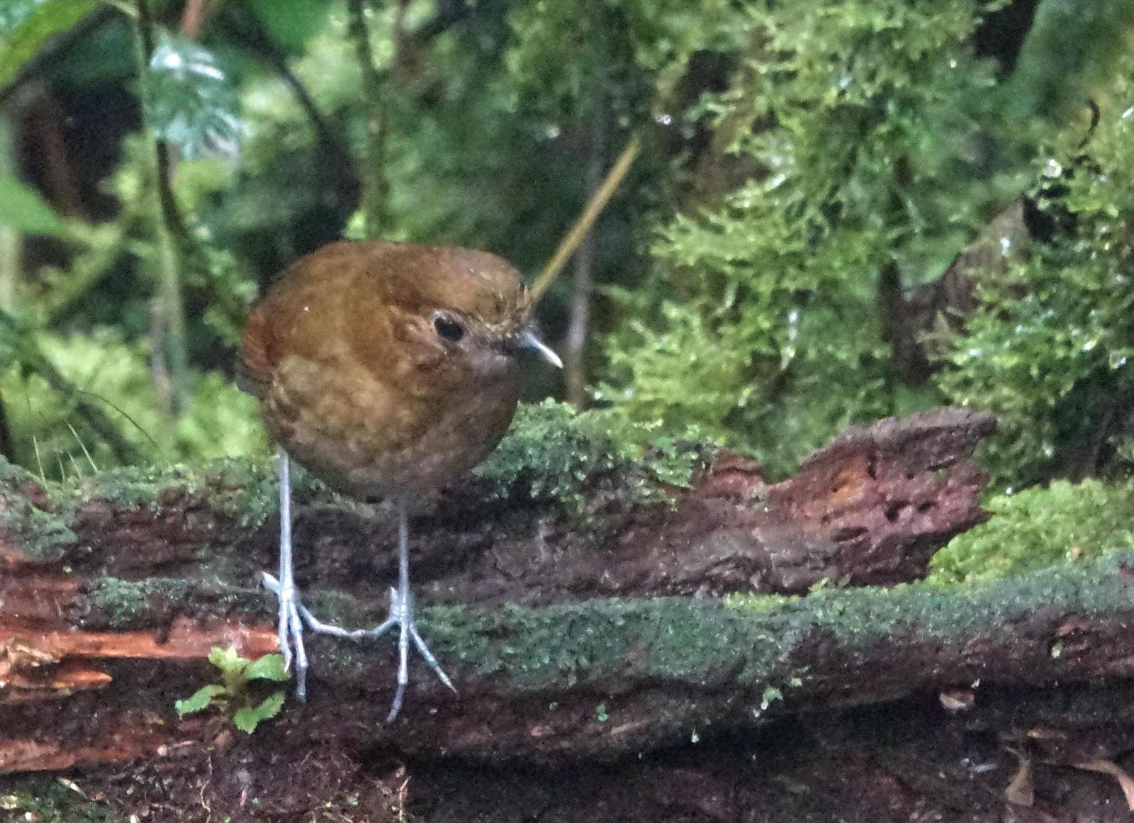Brown-banded Antpitta Photo by Doug Swartz