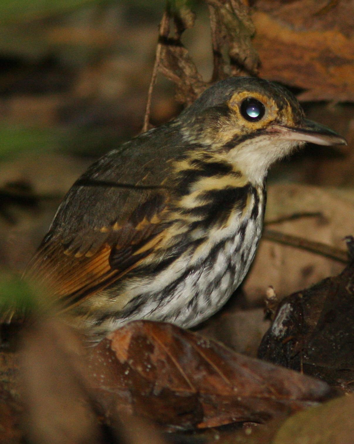 Streak-chested Antpitta (Pacific Slope) Photo by David Vander Pluym