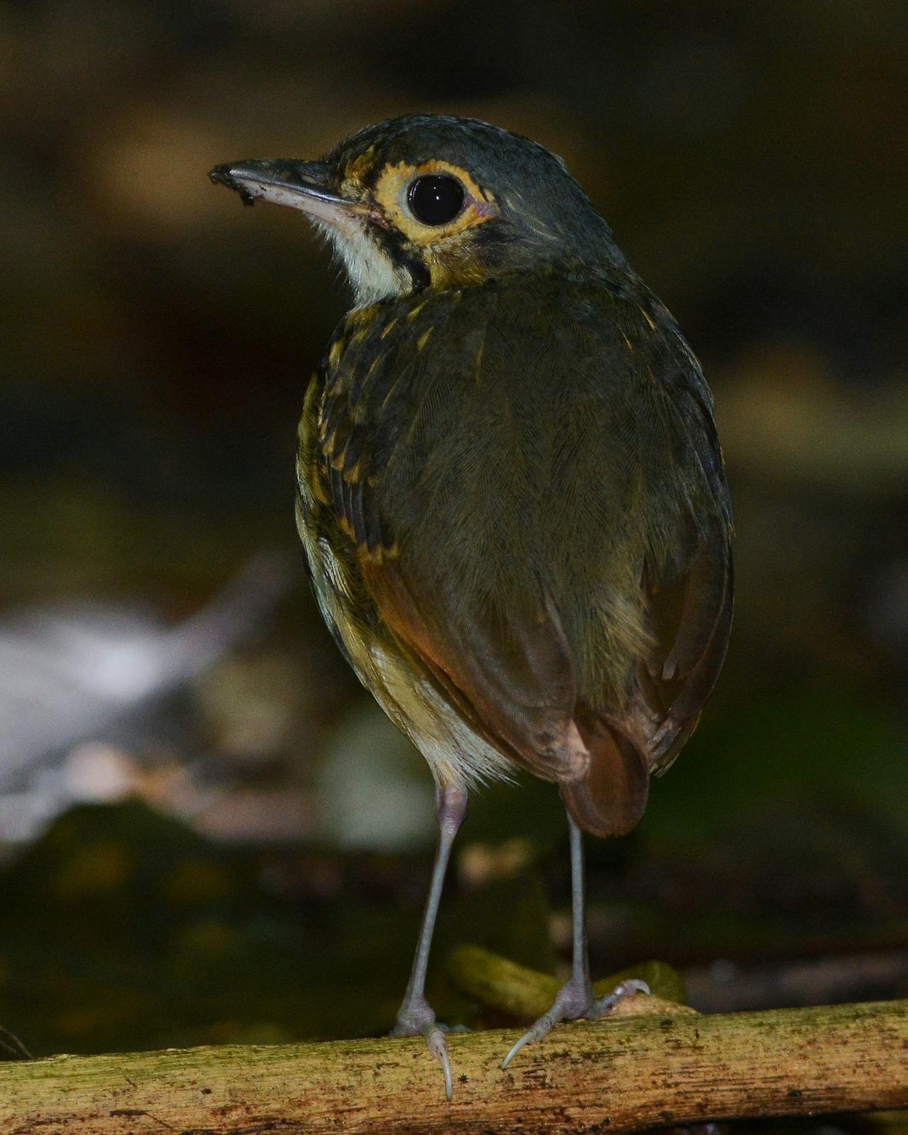 Streak-chested Antpitta (Pacific Slope) Photo by David Hollie