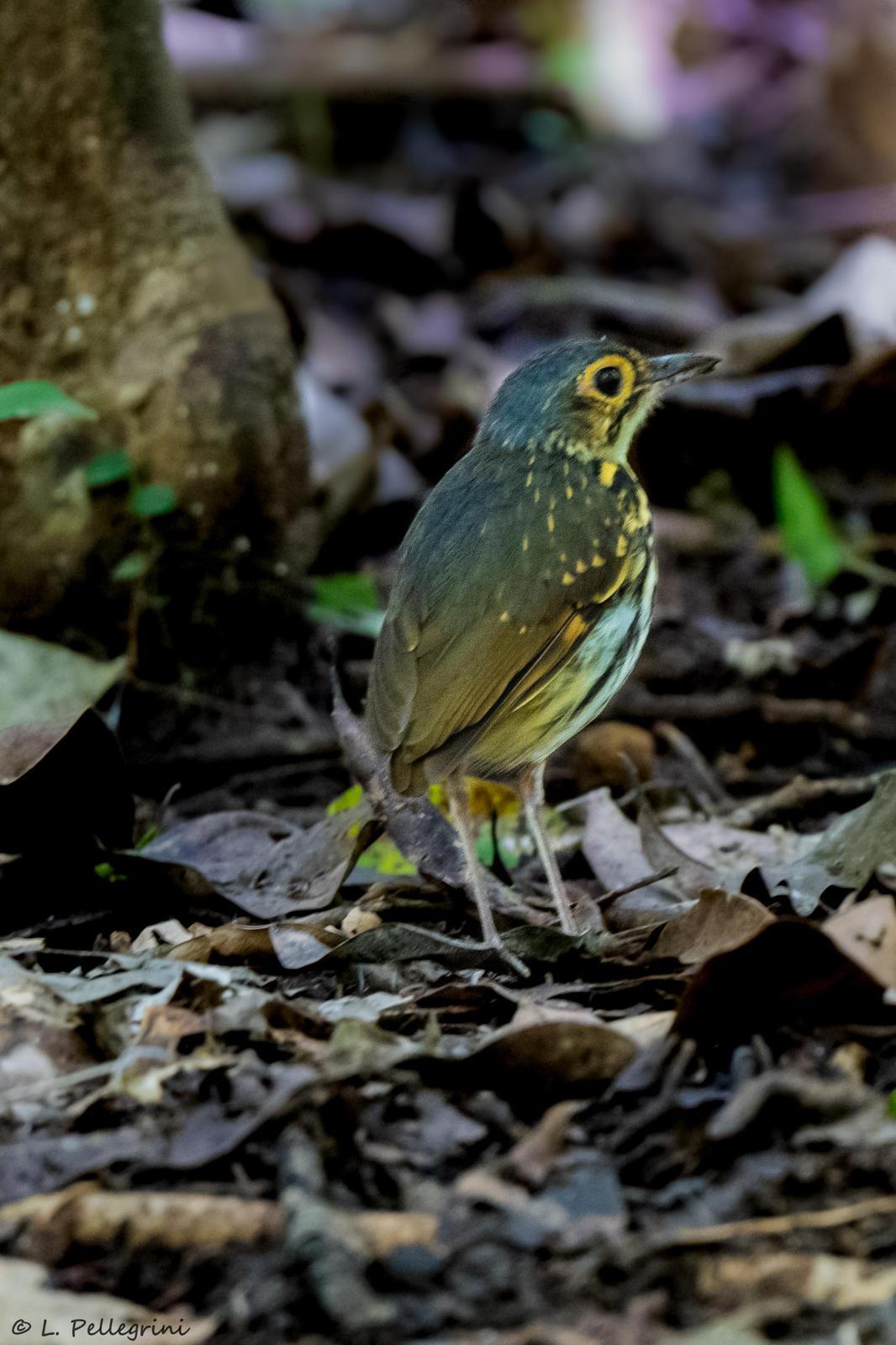 Streak-chested Antpitta (Pacific Slope) Photo by Laurence Pellegrini