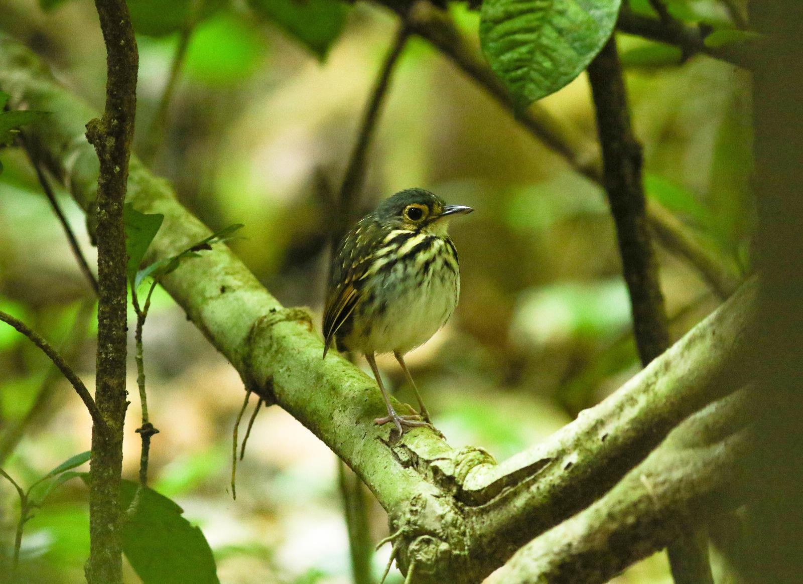 Streak-chested Antpitta (Pacific Slope) Photo by Leonardo Garrigues