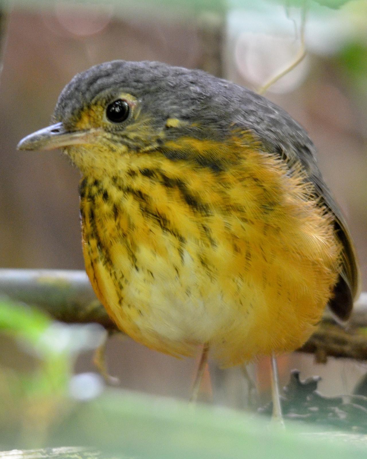 Thicket Antpitta Photo by Lev Frid