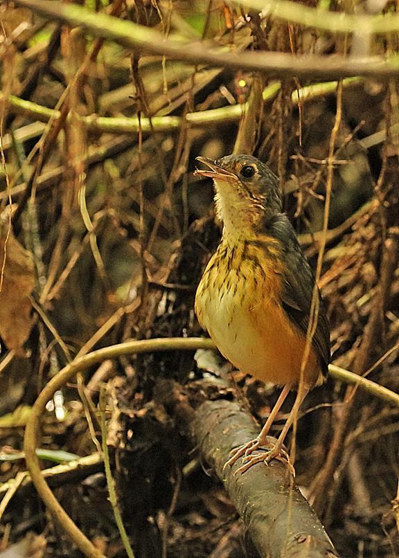 Thicket Antpitta Photo by Jim Burns