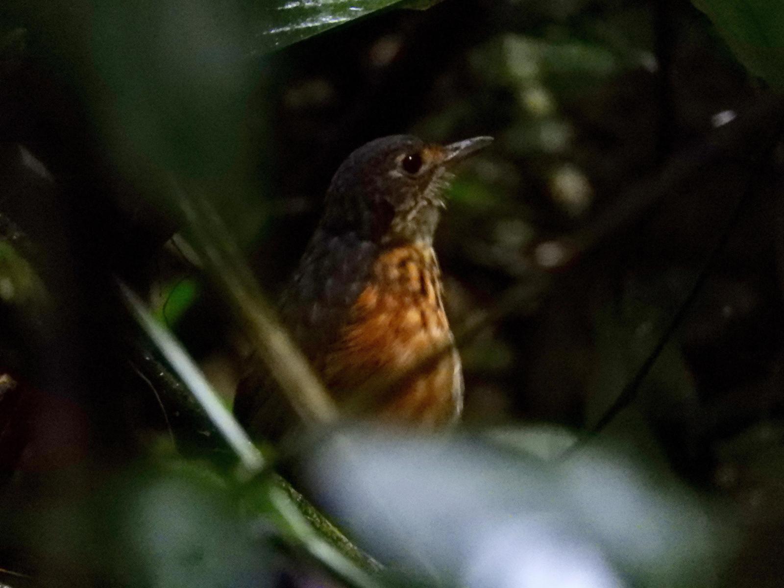 Thicket Antpitta Photo by Yvonne Burch-Hartley