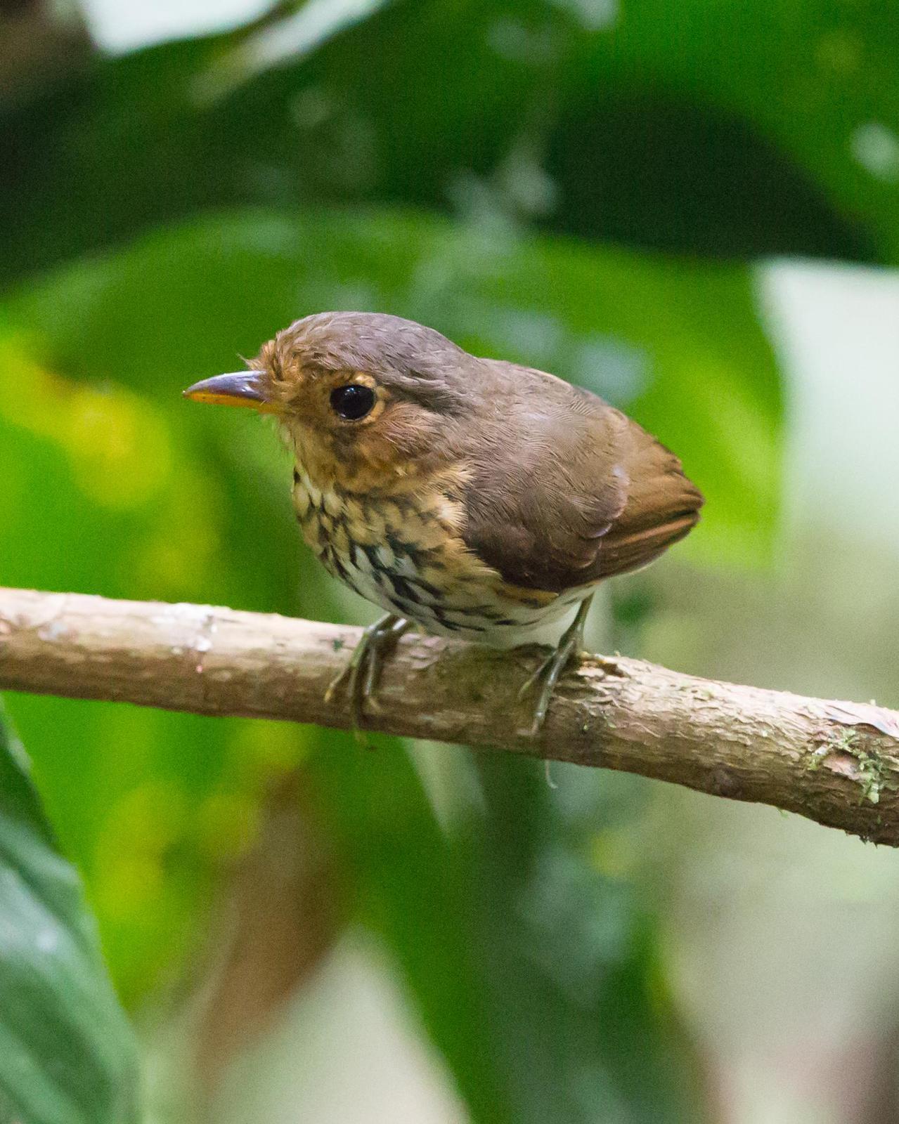 Ochre-breasted Antpitta Photo by Kevin Berkoff