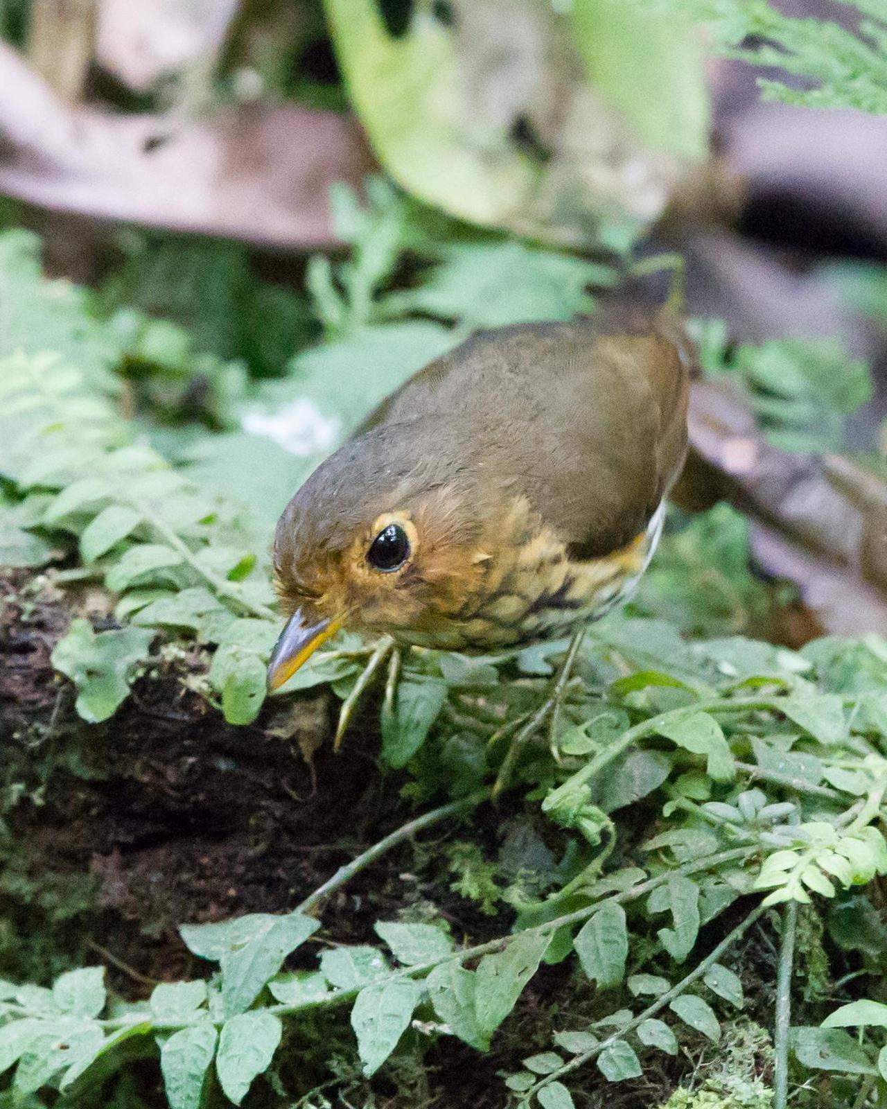 Ochre-breasted Antpitta Photo by Kevin Berkoff