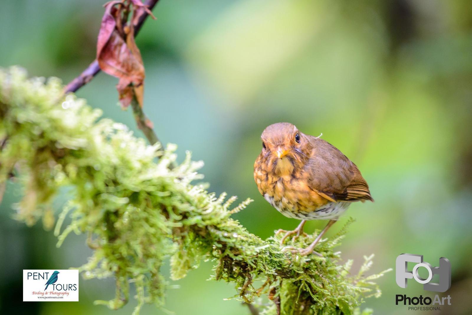 Ochre-breasted Antpitta Photo by pancho enriquez