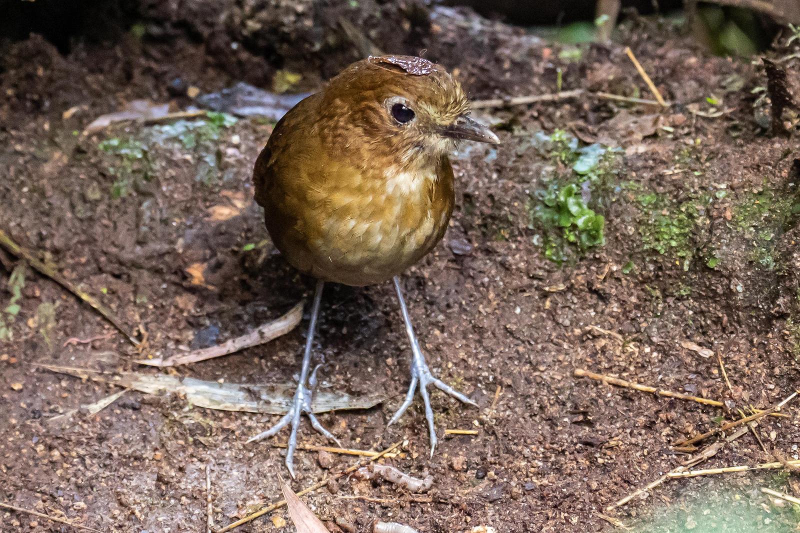 Slate-crowned Antpitta Photo by Chris Wood