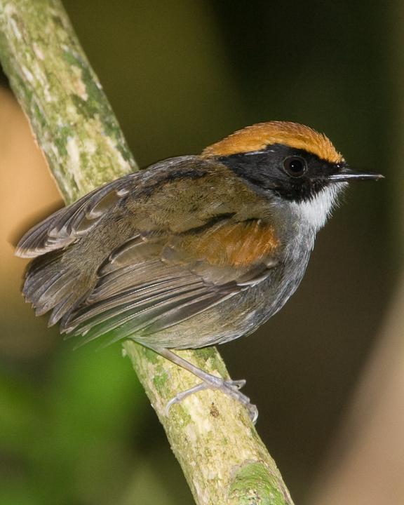 Black-cheeked Gnateater Photo by Robert Lewis