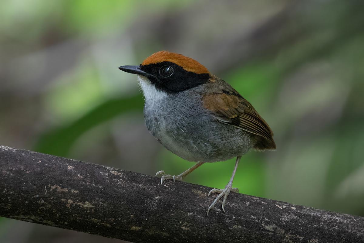 Black-cheeked Gnateater Photo by Alexandre Gualhanone