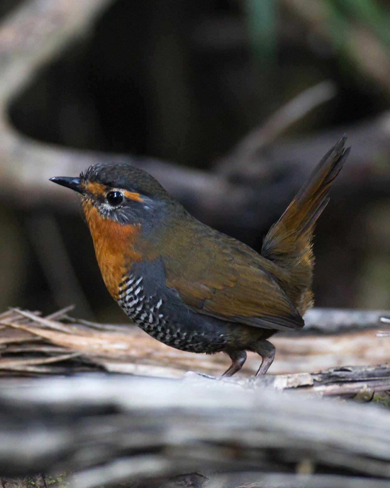 Chucao Tapaculo Photo by Robert Lewis