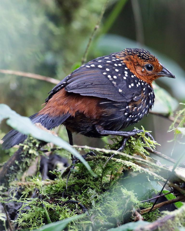 Ocellated Tapaculo Photo by Nick Athanas