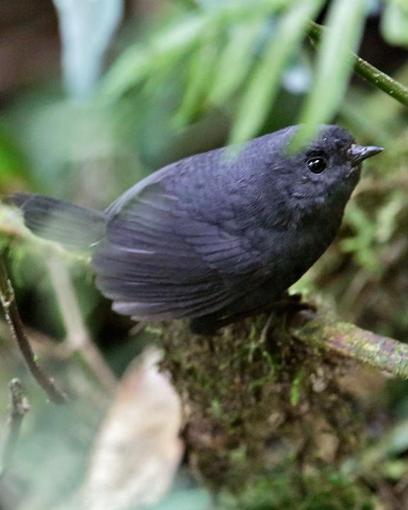 Trilling Tapaculo Photo by Nick Athanas