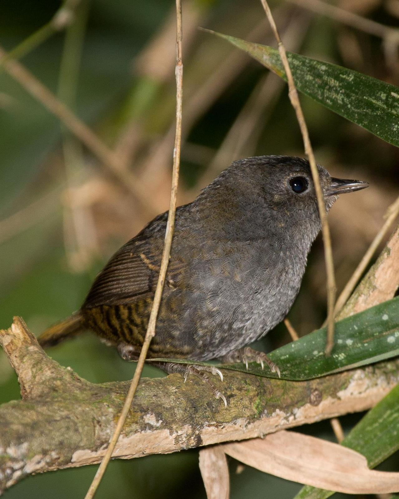 Mouse-colored Tapaculo Photo by Robert Lewis