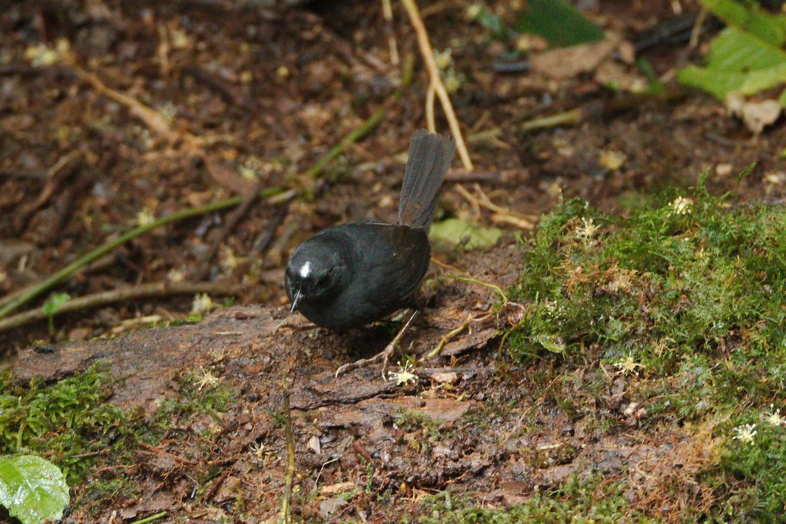 White-crowned Tapaculo Photo by Gil Eckrich